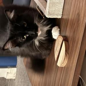 Image of Pepper, Lost Cat
