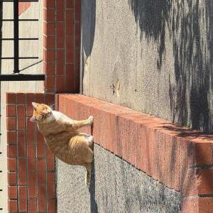 Image of Tiger Boo, Lost Cat