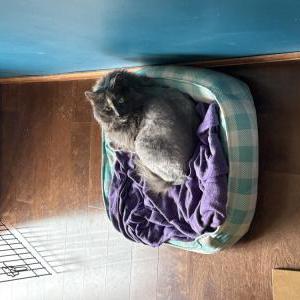 Lost Cat Dove