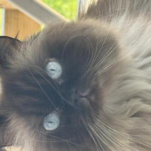 Lost Cat Romeo