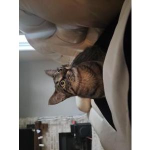 Lost Cat Thor