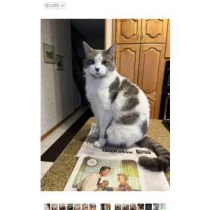 Lost Cat Mr.Bubbles