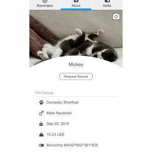 Lost Cat Mickey