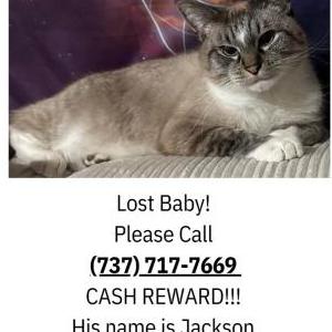 Image of Jack, Lost Cat