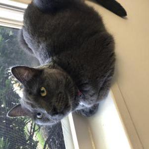 Image of Merienda, Lost Cat