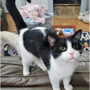 Lost Cat Iris