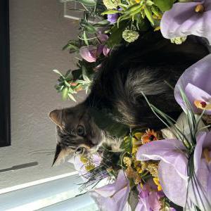 Image of Suki, Lost Cat
