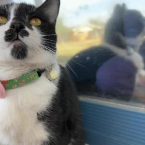 Image of Sophia, Lost Cat