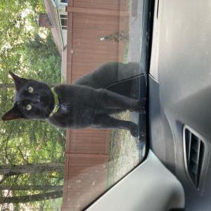Lost Cat Smoki