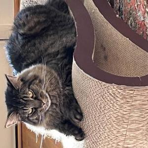Image of Marley, Lost Cat