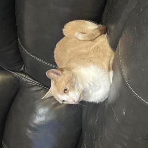 Lost Cat Kyler