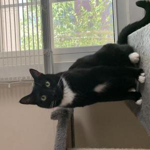 Image of Nemo, Lost Cat