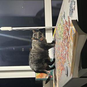 Image of Hysteria, Lost Cat