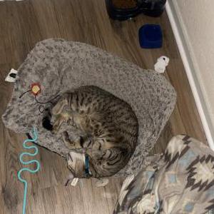 Image of Saver, Lost Cat