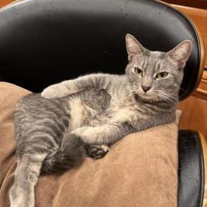 Image of Tofu, Lost Cat