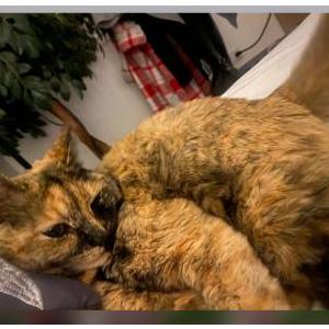 Image of Arya, Lost Cat