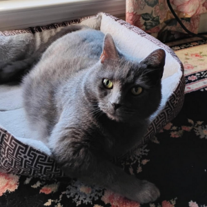Lost Cat Dusty