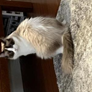 Image of Casper, Lost Cat