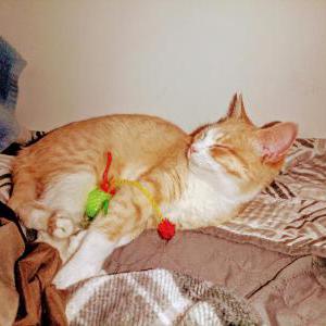 Image of Blondie, Lost Cat