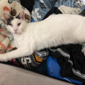Image of Jack, Lost Cat