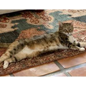 Image of Lady Boo, Lost Cat