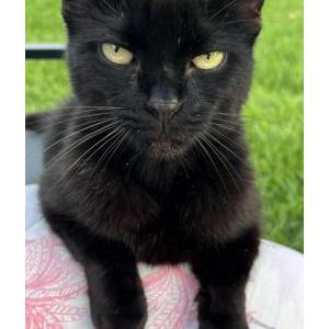Lost Cat Runt
