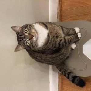 Lost Cat Olive