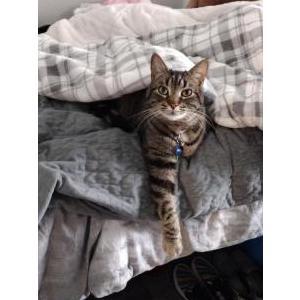 Lost Cat Sinatra