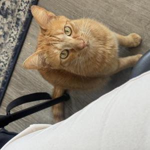 Lost Cat Simba