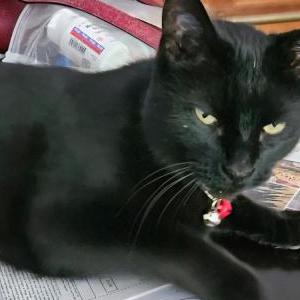 Lost Cat JAKE
