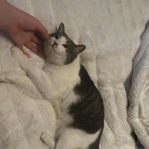 Image of Scrapyy, Lost Cat