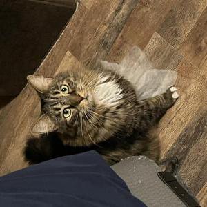 Image of Goop/Goob, Lost Cat