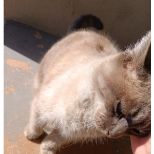 Image of Kitty, Lost Cat