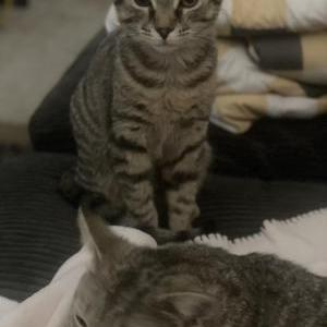 Image of Blimp, Lost Cat