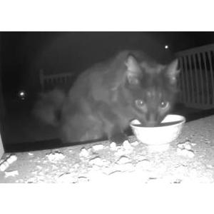 Image of unknown, Found Cat