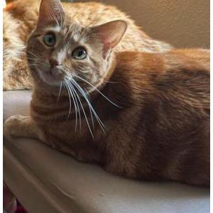 Image of Joey, Lost Cat
