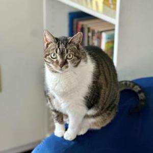 Image of Mitten, Lost Cat