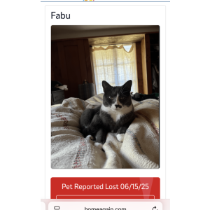 Image of Fabu, Lost Cat