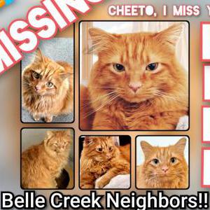 Image of Cheeto, Lost Cat