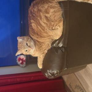 Image of Joe, Lost Cat