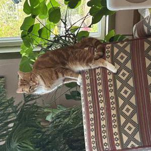 Image of Oscar, Lost Cat