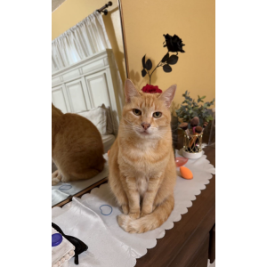 Image of Biscuit, Lost Cat