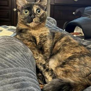 Lost Cat Miso