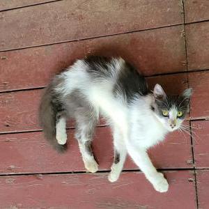 Lost Cat Unknown