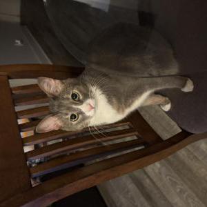 Image of Gasper, Lost Cat