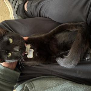 Image of Papi, Lost Cat