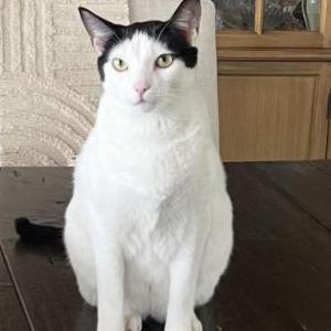 Image of Dobby, Lost Cat