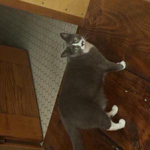 Image of Fabu, Lost Cat