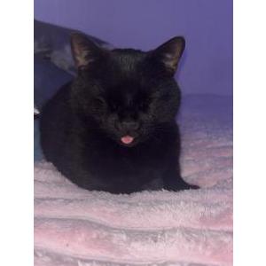 Image of Messiah, Lost Cat