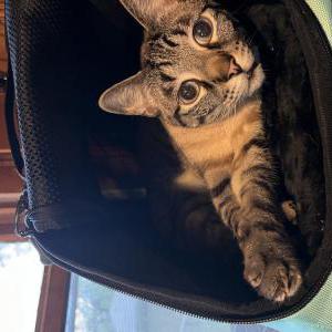 Image of Vivienne, Lost Cat